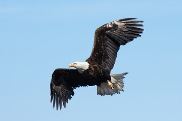 bald eagle
