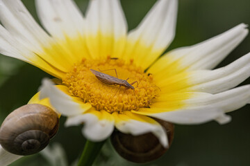 Insect standing on crown daisy flower with snails: close-up nature photography