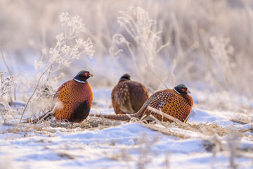 Ring-necked Pheasants resting on the frosty ground