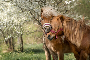 Two ponies standing among blooming Caucasian plum trees in spring time, fine art