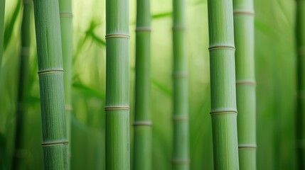 Fototapeta premium Zen productivity focus and meditation, A close-up view of vibrant green bamboo stalks, showcasing their natural texture and form against a soft green background.