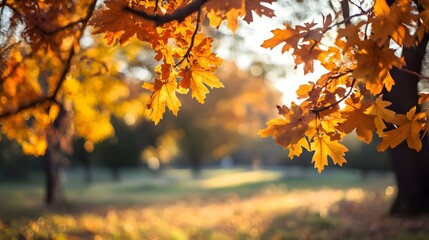 Golden Autumn Canopy: A vibrant, close-up shot of autumnal oak leaves ablaze with fiery hues, casting a warm glow over a blurred park scene, epitomizing the essence of fall.