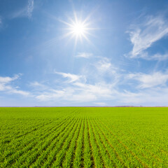 Naklejka premium wide green agricultural field at the sunny spring day