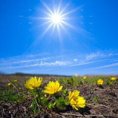 heap of adonis flower in the prairie at the sunny day
