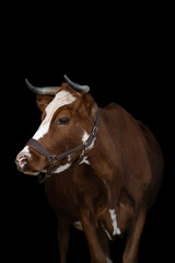 Cow portrait on black background, fine art photography