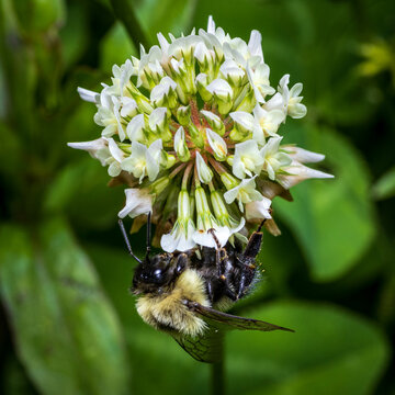 A bumblebee collects pollen from clover flower during spring.