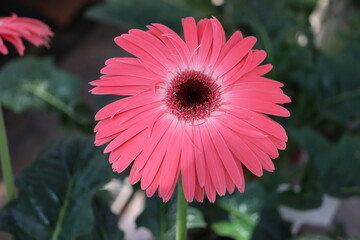 Pink flower of gerbera plant in garden