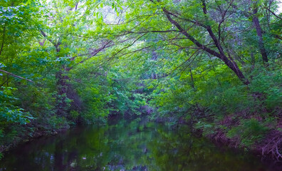 small lake among green spring forest glade