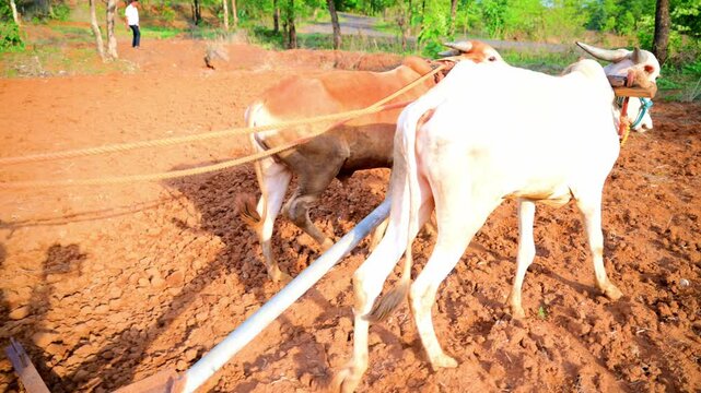 Farmer plowing field with pair of oxen countryside