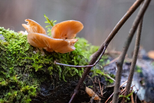 Panellus serotinus mushrooms, known as the late oyster fungus