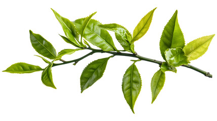 Obraz premium A leafy green branch with a few leaves on it