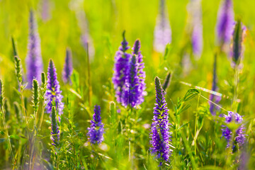 closeup wild prairie flowers in green grass, beautiful outdoor flower background