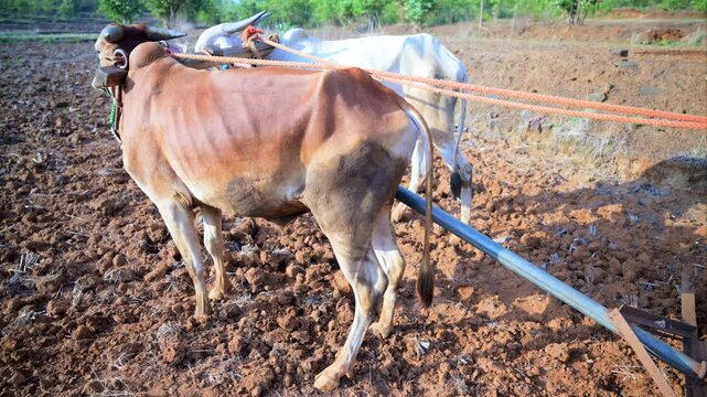 Oxen Stand Still on Farmland with Farmer Nearby