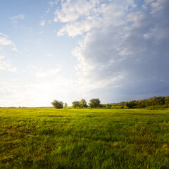 Fototapeta premium wide green grass prairie at the dramatic sunset, summer evening countryside scene
