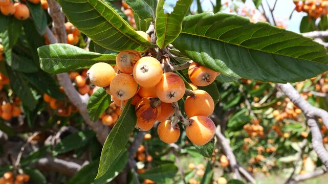 Close-up of mispero branches moving in the wind. Golden loquat fruits moving in the wind