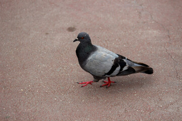 Red-Legged Pigeon Walking on a Soft Red Background
