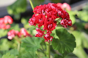 Red flowers of zonal pelargonium (Pelargonium hortorum) in garden