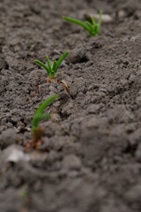 Beautiful view of young onion sprouts. Concept of gardening, earth day, agriculture, peasants, growing food. Vertical photo.