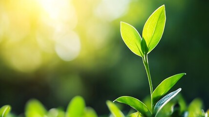Fresh green plant sprout with sunlit background symbolizing new growth and vitality : Generative AI