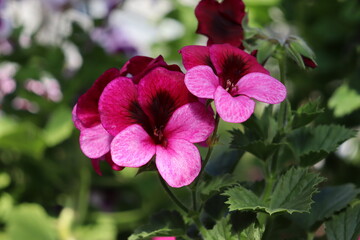 Pink flowers of royal pelargonium (Pelargonium domesticum) plant in winter garden