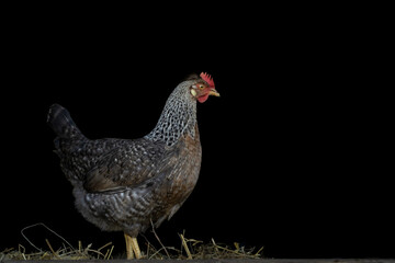 Close-up portrait of chicken on black background, isolated farm animal photography. Fine art photography