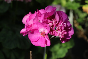 Obraz premium Pink flowers of zonal pelargonium (Pelargonium hortorum) in garden
