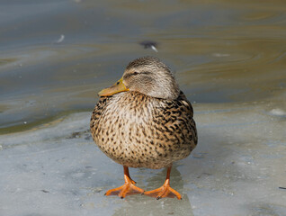  The female mallard duck's richly patterned plumage, a mix of warm browns and deep blacks, creates a visually appealing contrast against the pale, textured ice.