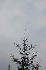 Foggy Sky with Pine Branches Framing the Scene