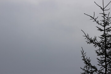 Pine Tree Branch Against a Lightly Misty Sky