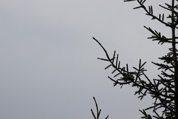 Pine Tree Branch with a Soft, Foggy Sky in the Background