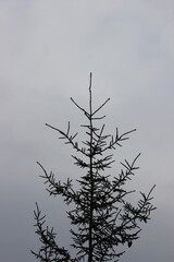 Foggy Sky with Pine Tree Branch Silhouette