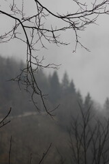 Bare Tree Branch in Focus with Silhouetted Pine Trees in the Background