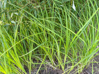 Green grass on the ground in summer. green natural grass background