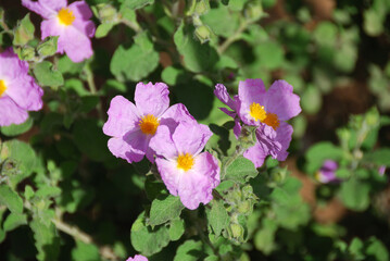 Naklejka premium Flores en el Jardín de Getsemaní junto al Monte de los Olivos en la ciudad antigua de Jerusalén, Israel