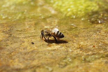 Honey Bees Drinking from a Moss-Covered Stone with a Small Water Pool