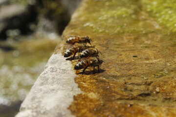 Honey Bees Drinking from a Small Water Pool on a Moss-Covered Stone