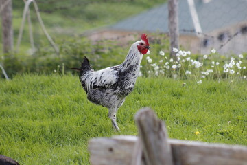 Rooster Walking Through Beautiful Green Grass with Flowers on a Sunny Day