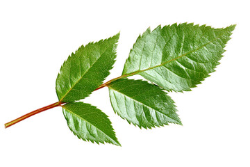 Fototapeta premium Green rose leaf close-up png