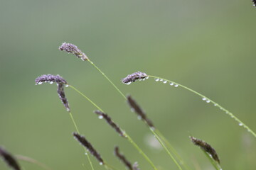 Lush Green Grass with Water Droplets Reflecting Soft Light in the Early Morning
