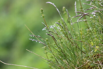 Close-Up of Tall Grass with Dew Drops on Each Blade in a Natural Setting