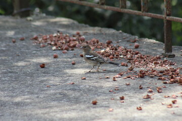 Bird Exploring Cracked Hazelnuts on Concrete with Rusty Fence Background