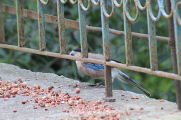 Curious Bird Among Hazelnuts on the Ground Under a Metal Railing