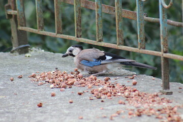 Bird Standing Among Scattered Hazelnuts on Concrete Surface
