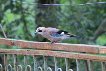 Small Bird with Blue-Tinted Wings Perched on a Rusty Railing in Natural Surroundings