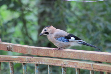 Bird Resting on Old Rusty Fence with Green Foliage in the Background