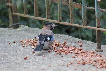 Bird Standing Among Scattered Hazelnuts on Concrete Surface