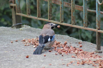 Wild Bird Picks Up a Hazelnut from the Ground Covered with Nuts and Concrete