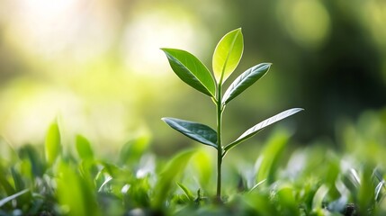 Obraz premium Fresh green plant sprouting from the ground symbolizing growth and renewal in nature : Generative AI