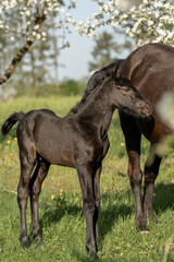 Obraz premium The foal stands in a field of yellow rapeseed flowers in spring time, fine art photography