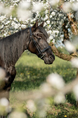 Fototapeta premium Portrait of brown horse standing in blooming apple orchard, fine art photography